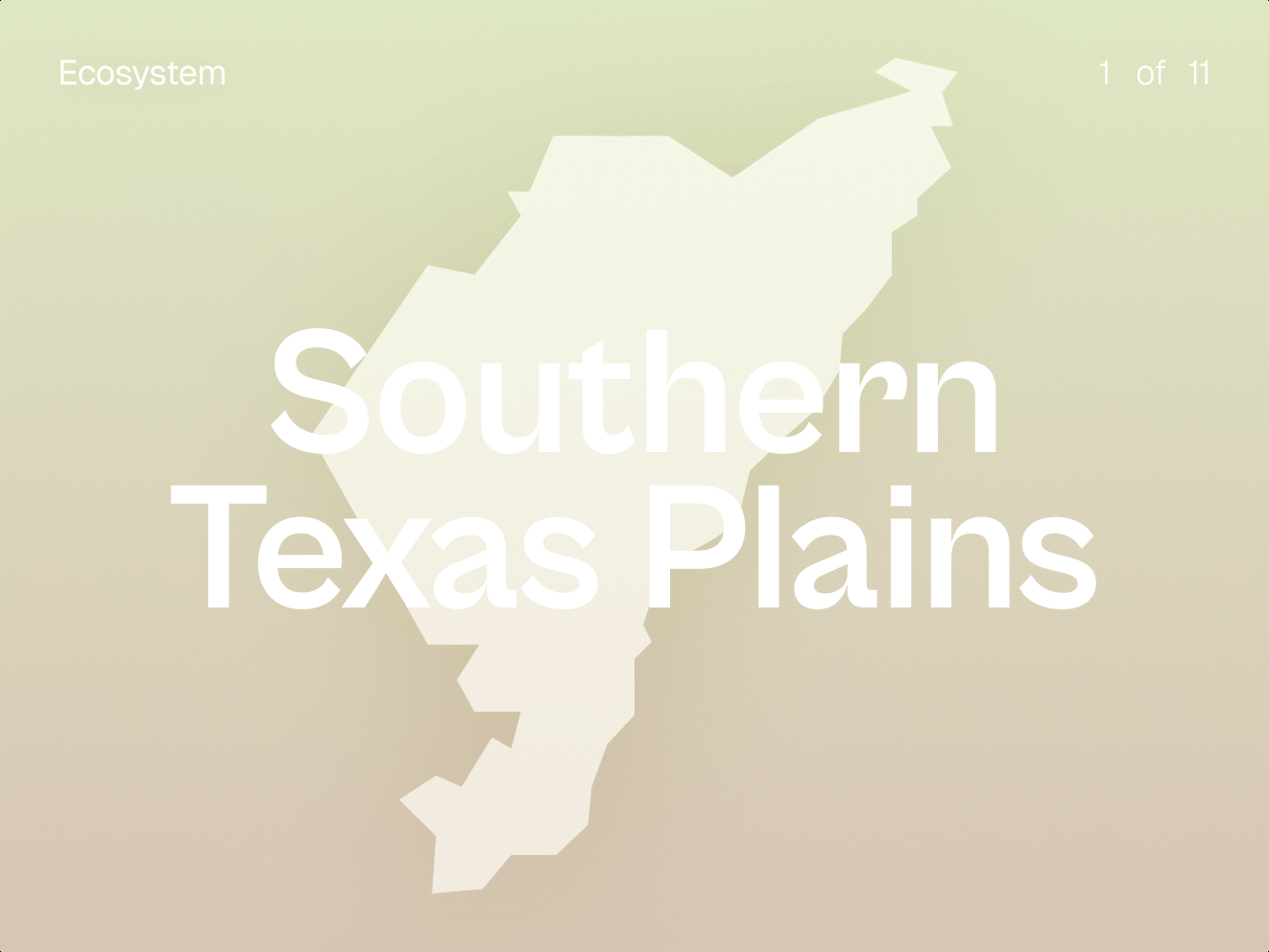 A part of the shape of Texas on the map with the words "Southern Texas Plains" written over top