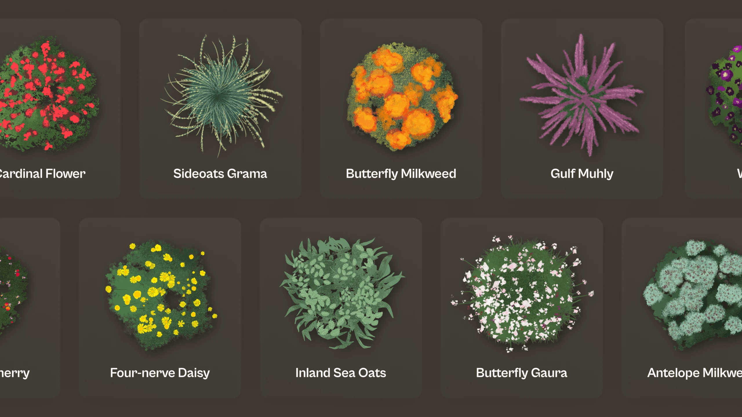 Plant illustrations, including a bright orange butterfly milkweed bush, a star-shaped purple gulf muhly, and a speckled yellow four-nerve daisy