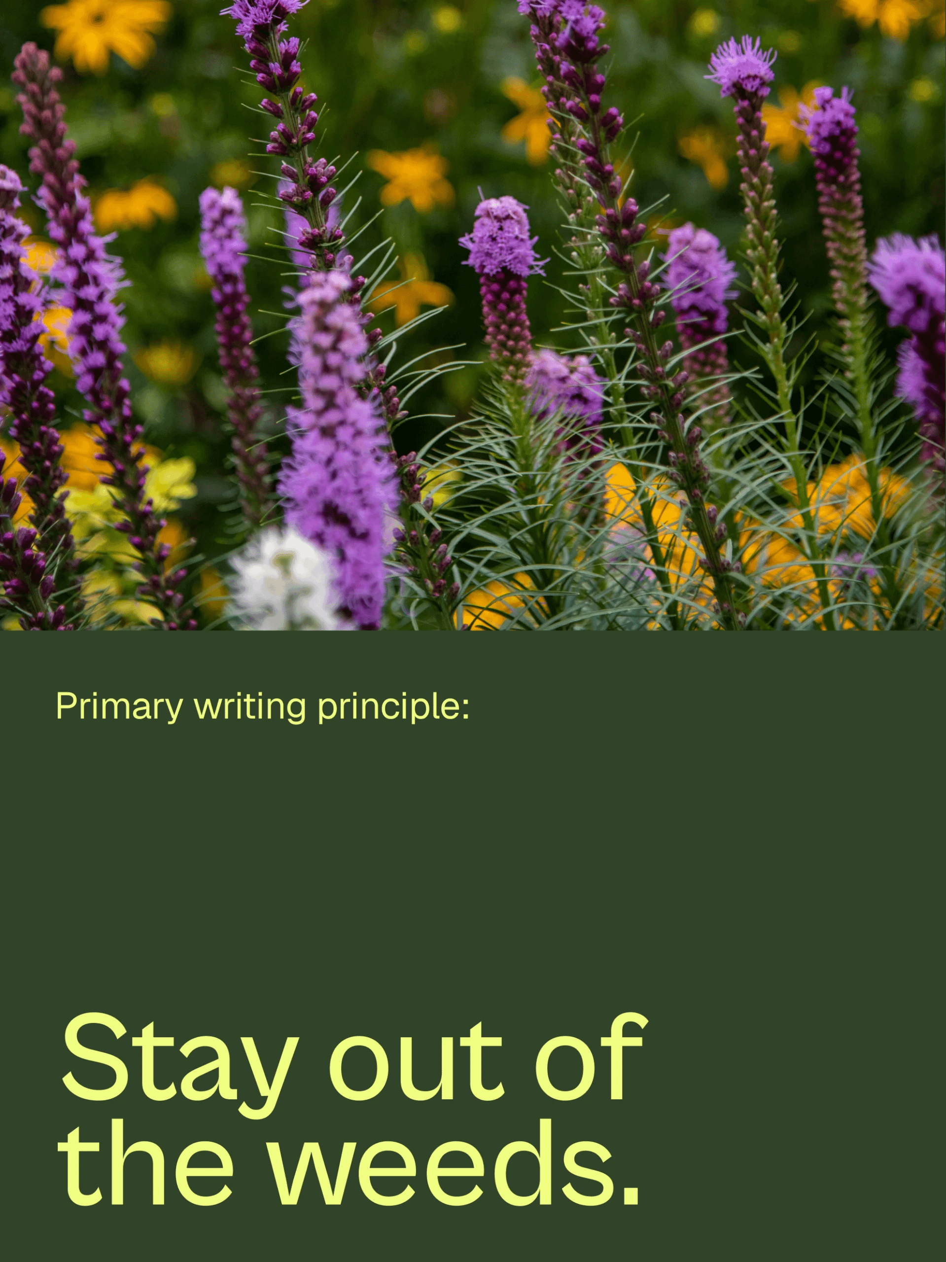 A field of purple and yellow wild flowers with text underneath that reads: Primary writing principle Stay out of the weeds.